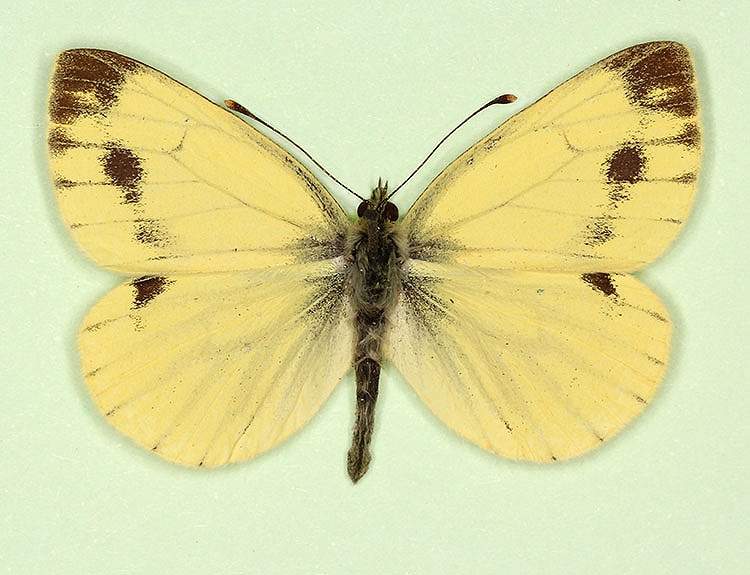 Pieris napi male (aberrant form sulphurea + lachrymosa) (Internet Image property of respective owner, non-commercial use only)